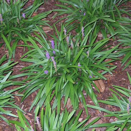 Royal Purple Lily-Turf
